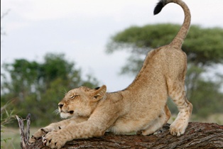 Kruger National Park